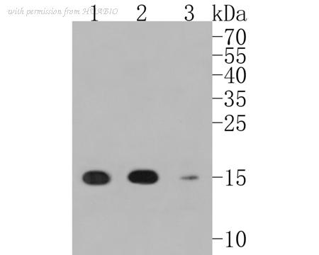 HUABIO ET1611-36 image 2
