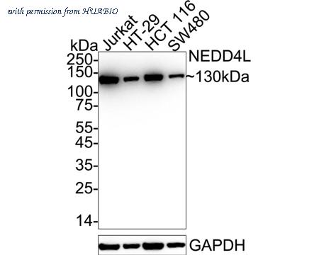 HUABIO ET1611-42 image 1