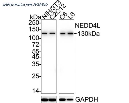 HUABIO ET1611-42 image 2