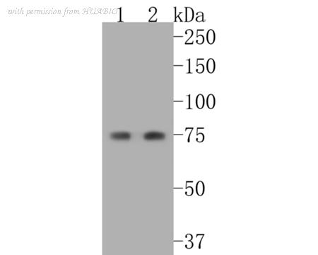 HUABIO ET1611-46 image 2
