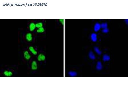 HUABIO ET1611-48 image 2