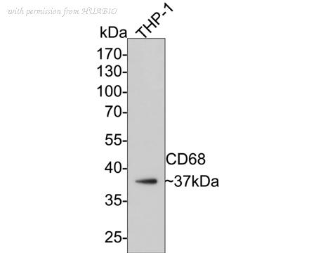 HUABIO ET1611-53 image 2