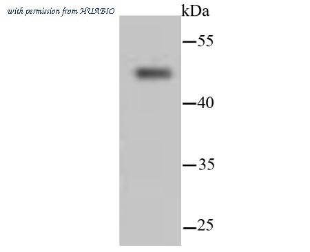 HUABIO ET1611-55 image 3