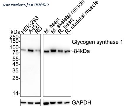 HUABIO ET1611-59 image 2