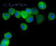 HUABIO ET1611-60 image 3