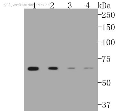 HUABIO ET1611-64 image 3