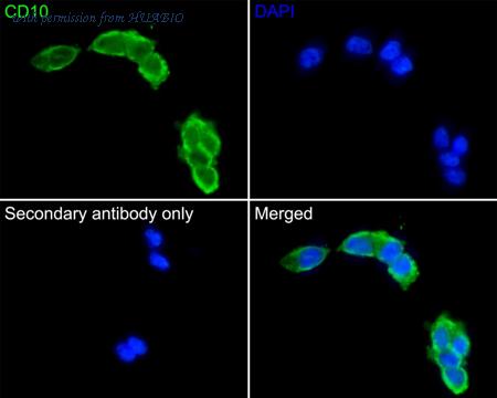 HUABIO ET1611-82 image 2