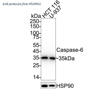 HUABIO ET1611-83 image 2