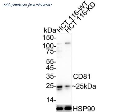 HUABIO ET1611-87 image 1