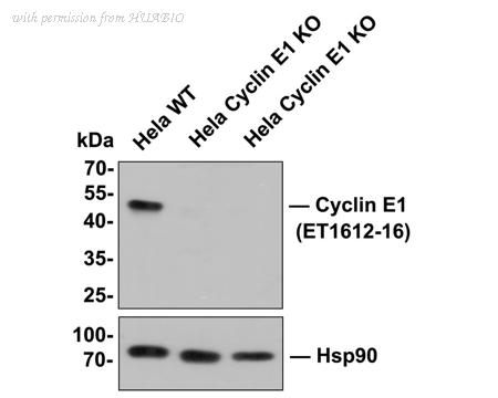 HUABIO ET1612-16 image 2