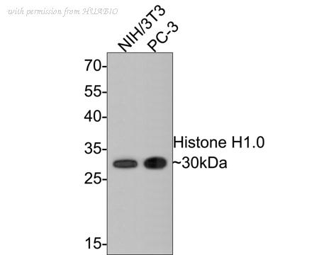 HUABIO ET1612-24 image 1