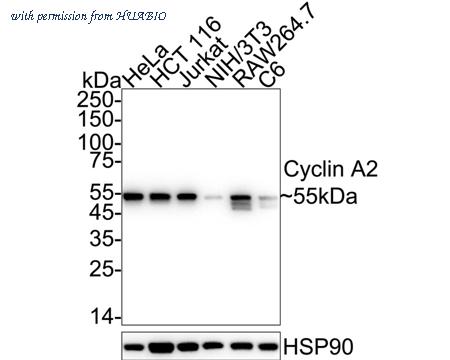 HUABIO ET1612-26 image 1