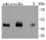 HUABIO ET1612-35 image 2