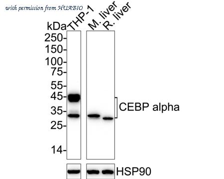 HUABIO ET1612-46 image 1