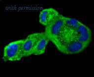 HUABIO ET1612-48 image 1