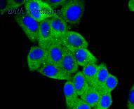 HUABIO ET1612-48 image 2