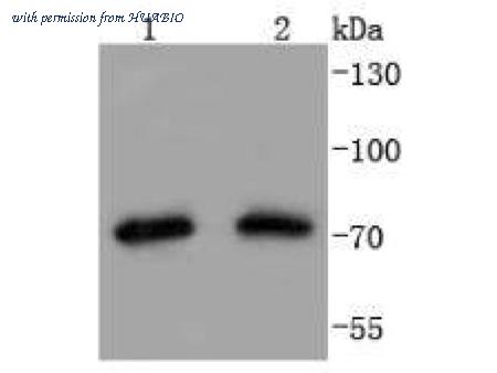 HUABIO ET1612-54 image 1