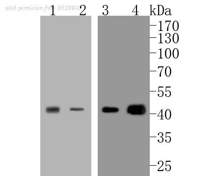 HUABIO ET1612-57 image 1