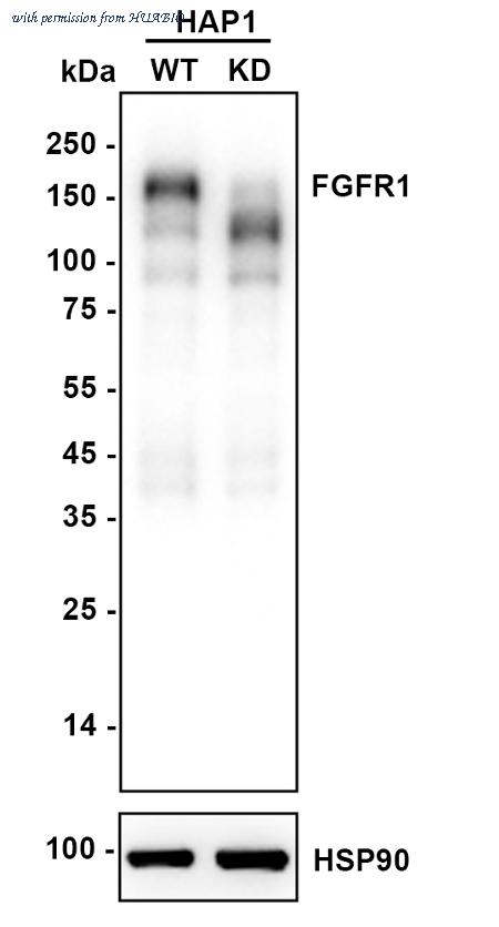 HUABIO ET1612-62 image 2