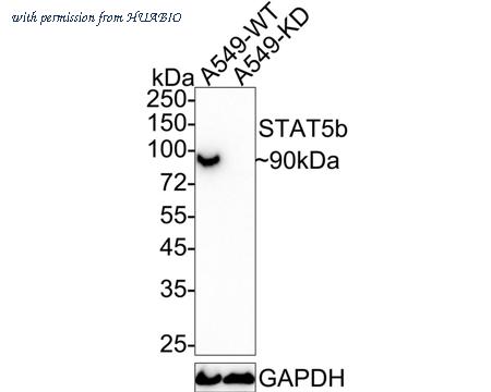 HUABIO ET1612-63 image 1
