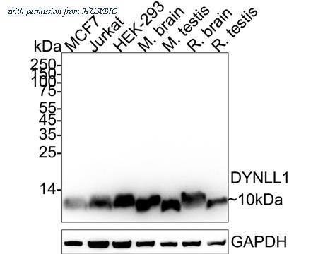HUABIO ET1612-64 image 1