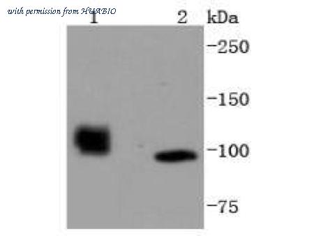 HUABIO ET1612-67 image 1