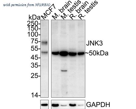 HUABIO ET1612-68 image 1