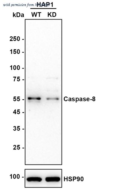 HUABIO ET1612-70 image 2
