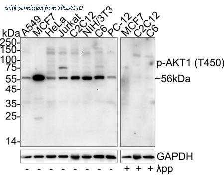 HUABIO ET1612-73 image 1