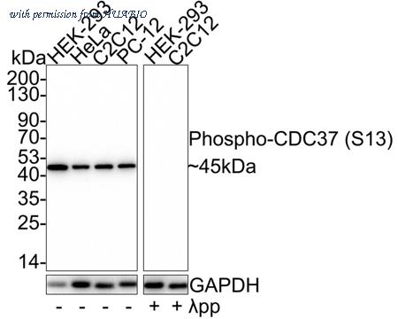 HUABIO ET1612-74 image 1