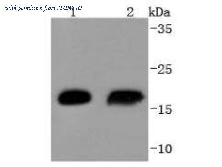 HUABIO ET1612-81 image 1