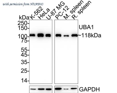 HUABIO ET1612-82 image 1