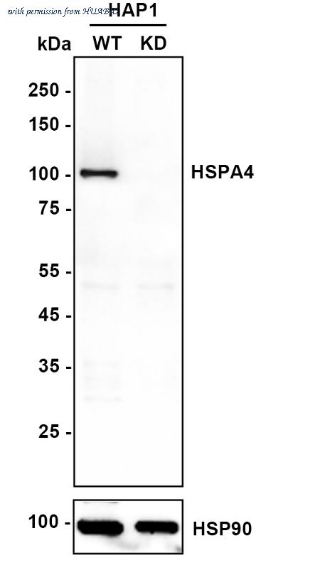HUABIO ET1612-83 image 1