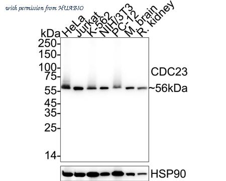 HUABIO ET1612-84 image 1