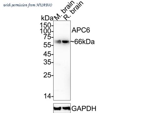 HUABIO ET1612-86 image 1