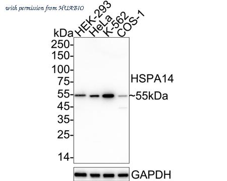 HUABIO ET1612-93 image 1