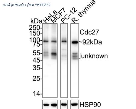 HUABIO ET1612-94 image 1