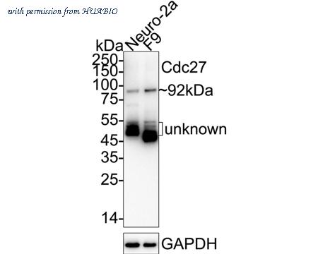 HUABIO ET1612-94 image 2