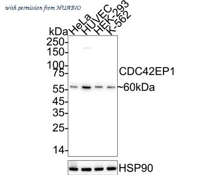 HUABIO ET1612-95 image 1