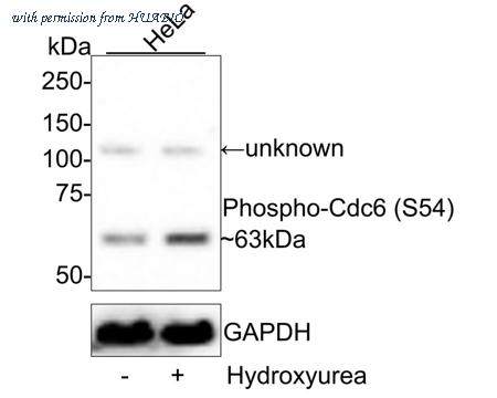 HUABIO ET1612-96 image 1
