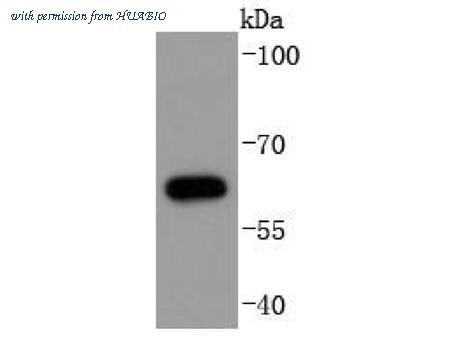 HUABIO ET1612-96 image 2