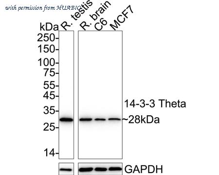 HUABIO ET1612-97 image 2