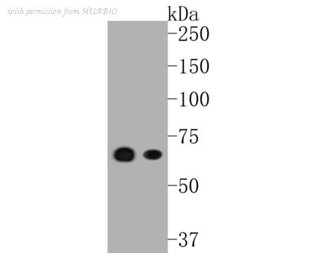 HUABIO ET1612-98 image 2