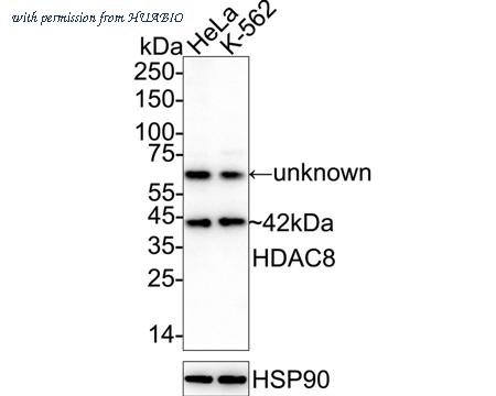 HUABIO ET1701-12 image 1