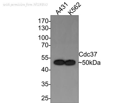 HUABIO ET1701-14 image 1