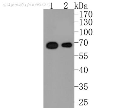 HUABIO ET1701-18 image 2