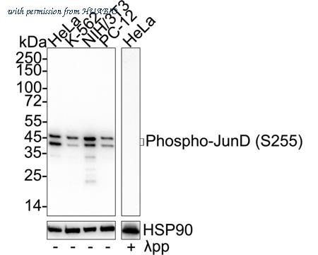 HUABIO ET1701-35 image 1