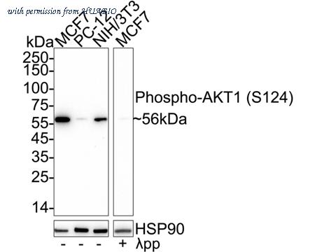 HUABIO ET1701-36 image 1