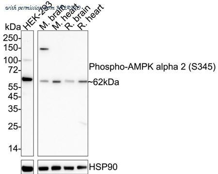 HUABIO ET1701-37 image 1