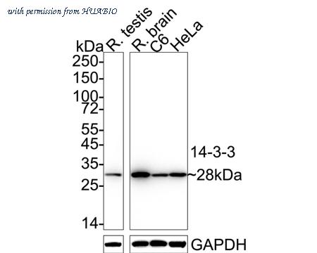HUABIO ET1701-4 image 2